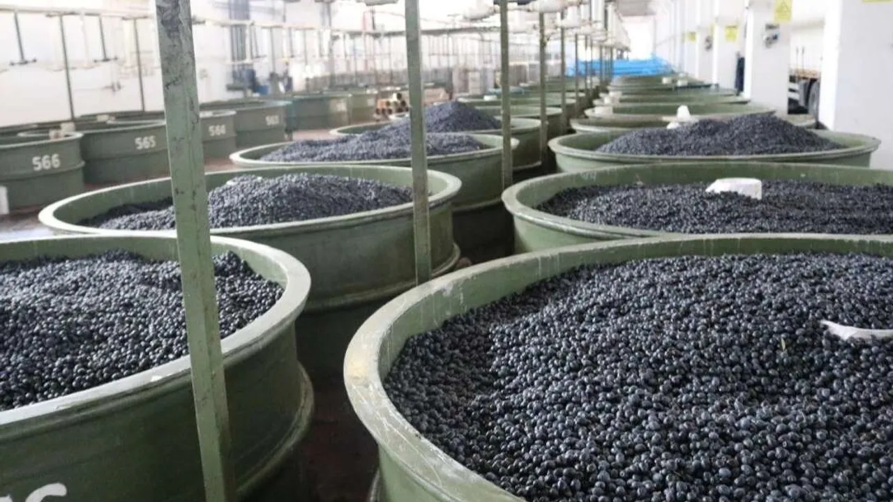 Marmarabirlik’ten zeytinci ortağa 5'inci  dilim ödeme... 200 milyon TL daha hesaplara yatıyor