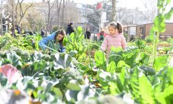 Kadıköy'de Örnek Proje;  Bostanlarda Hasat Zamanı