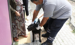 VETBÜS sahipsiz hayvanlar için Eyüpsultan yollarında...