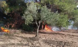 Mudanya Çağrışan'da tarım arazisinde çıkan yangın korkuttu