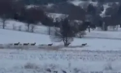 Bilecik Pazaryeri’nde geyik sürüsü görüntülendi