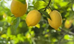 Kasım'da fiyat farkı 'limon' sıktı!