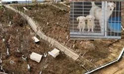 Edirne Keşan’da yeni hayvan barınağında tepki çeken uygulama!