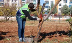 DBB özel yöntemlerle ağaçları tedavi ediyor