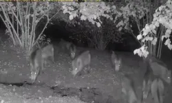 Düzce'de ayı ve domuz sürüsü köy evlerine indi!