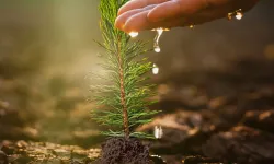 İzocam, 60. Yıl Hatıra Ormanı'nı oluşturuyor