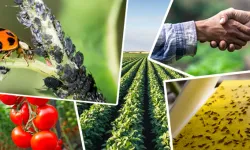 Tarımsal üretimi destekleyecek önemli düzenleme... Tarımsal destek ödemelerine ayar