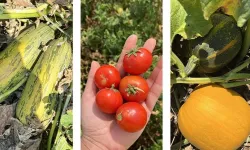 Balıkesir'de 'ümit var' sayısı 84'e yükseldi