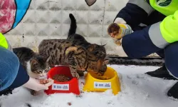 Bursa Büyükşehir patili dostların her daim yanında