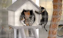 Can dostların kalbi Bursa Osmangazi'de atıyor