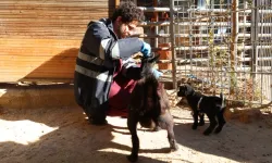 Doğal Yaşam Parkı'nda soğuk alarmı