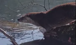 Yedigöller'de nesli tehlike altında olan su samuru görüntülendi