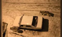 Yoğun kar sonrası kurtlar şehir merkezine indi