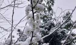 Düzce Kaynaşlı'da erken çiçek açan erik ağacına beyaz örtü!