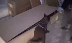 İstanbul'da hassas burun 'Leydi' operasyonda