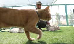 Küçük Dostlar Kedi Kasabası rekor ziyaretçiye ulaştı