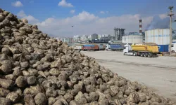 Üretici ortaklara pancar bedelleri ödeniyor