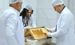 Artvin 'Bal Çalıştayı'na hazırlanıyor