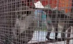 Denizli'de üç örümcek maymunu koruma altında