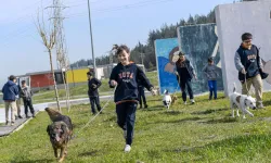 İzmir'de 2 bin 300 patili yuva bekliyor