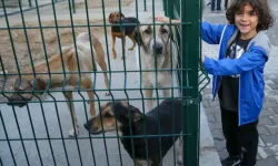 Sokak hayvanları için örnek işbirliği