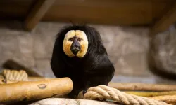 Eskişehir Hayvanat Bahçesi'ne 30 yeni tür kazandırıldı