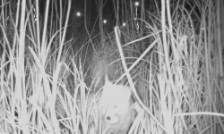 Ordu Durugöl Kurtuluş Tabiat Parkı'nda tilki yumurtaların peşinde