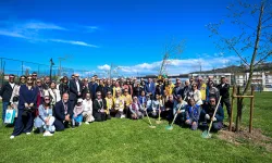 Yetişkin ağaçlar toprakla buluştu