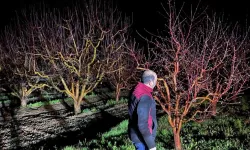 Zirai don alarmı! Ekipler sahada