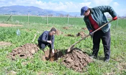 Antalya Büyükşehir ipek böceği yetiştiriciliğini yaygınlaştırıyor