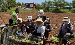 Denizli'de tarlalara ikram molası