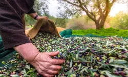 İzmir'de Uluslararası Zeytin Zirvesi... 13 ülkeden uzmanlar buluşuyor
