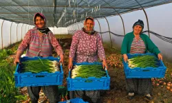 Kocaeli'de seracılık, Büyükşehir'le yaygınlaşıyor