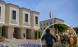 İçişleri'nden köpek saldırıları sonrası 3 belediye başkanı hakkında işlem... Muğla ve Erzurum'a soruşturma, Şanlıurfa'ya ön inceleme