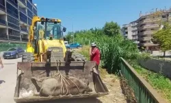 Mudanya Güzelyalı'da derede ölü yabani hayvan bulundu