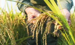 TMO 2026 hububat alım fiyatlarını açıkladı