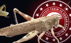 Bakanlıktan 'çekirge istilası' açıklaması... Ekonomik zarar oluşturan popülasyon yok