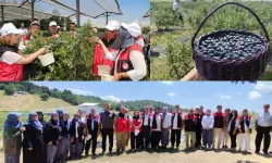 Bursa'da organik maviyemiş üretimi yaygınlaşıyor