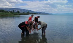 İznik Gölü'ne 2 bin 500 yayın balığı yavrusu bırakıldı