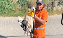 Muğla Milas'ta yaralı leyleğin imdadına yetişti