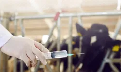 688 milyon TL tarımsal destek hesaplarda