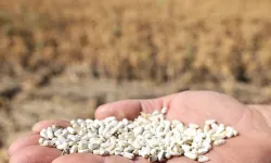 Bursa Nilüfer'de kuru tarıma alternatif ürün... 'Aspir' hasadı yapıldı
