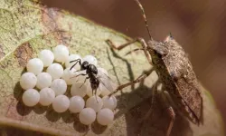 Kahverengi kokarca ile biyolojik mücadelede yeni adım... 1,6 milyon samuray arısı doğaya salındı