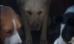 Pati Evi kaçakları pişmanlıkla eve döndü