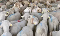 Hayvan varlığı verileri belli oldu... Koyun sayısı yüzde 6 arttı
