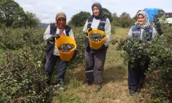 İzmit'te 'süper meyve' aronya hasadında 5. heyecan