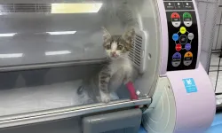 Bandırma'da şiddet gören yavru kedi tedavi altına alındı