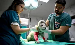Büyükşehir on binlerce can dostun yanında oldu