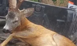 Yolda bulduğu yaralı ceylanı Doğa Koruma ekiplerine teslim etti