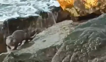 Düzce Akçakoca'da su samuru görüntülendi